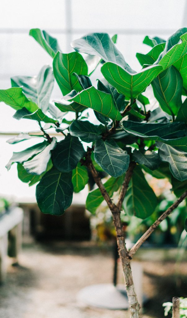 ficus