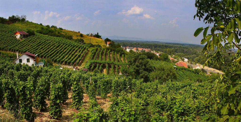 vinice v okolí Košíc a inohradnícka oblasť na Slovensku