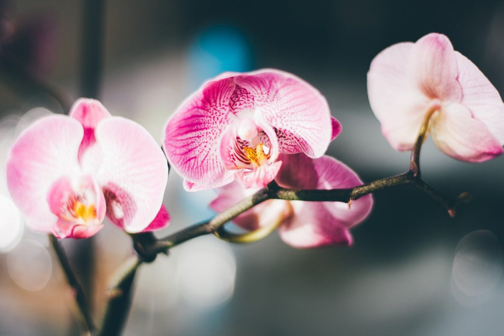 detail na rozkvitnuté puky a kvety mladej rastliny orchidei