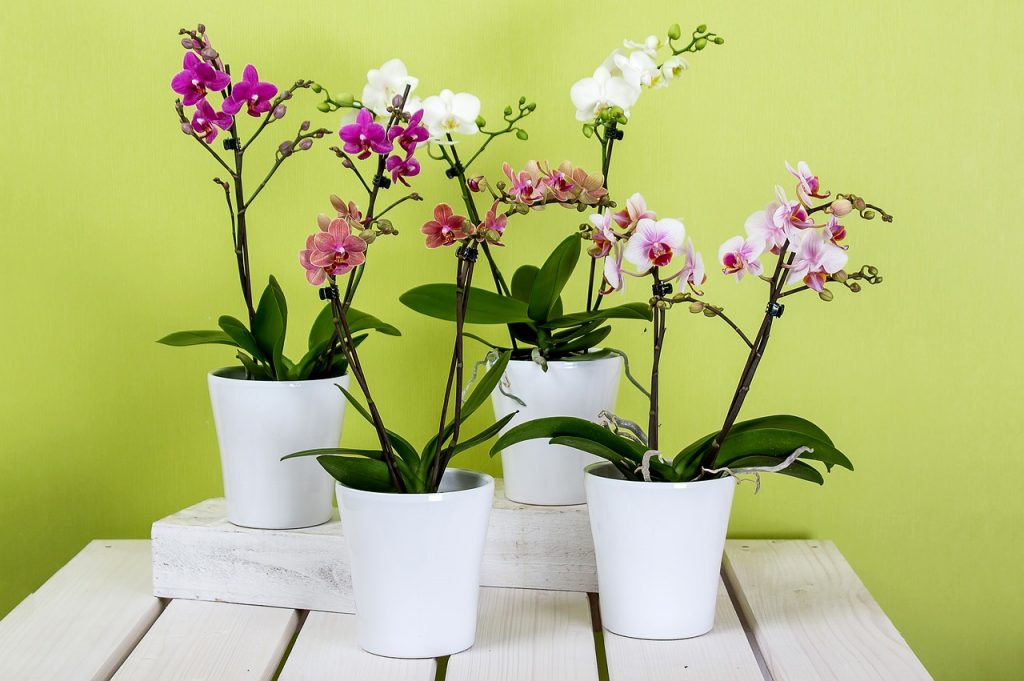 rozkvitnuté kvety orchideí v plastových bielych črepníkoch