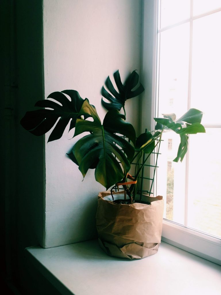 krásna zelená rastlina kvitnúca listom monstera pri plastovom okne