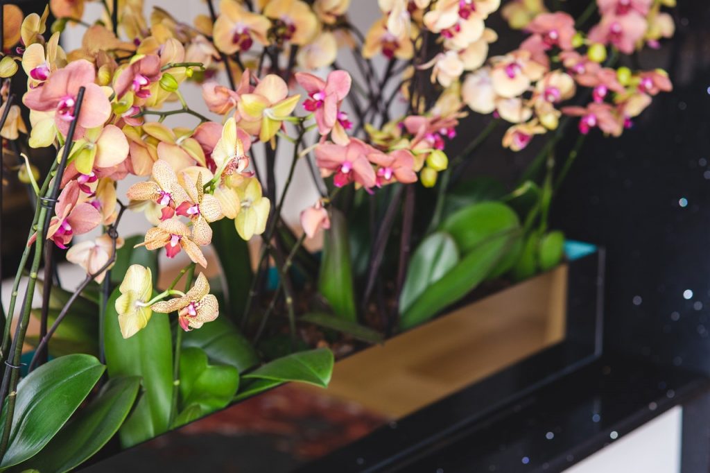 krásne mladé orchidey v obchode