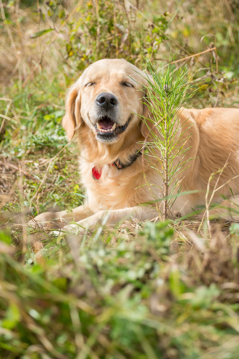 zlatý retriever v tráve