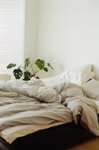 rastlina okrasná listom - monstera