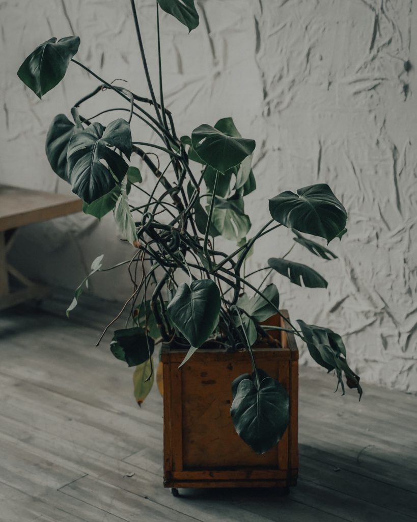 menšia rastlina monstera v interiéri