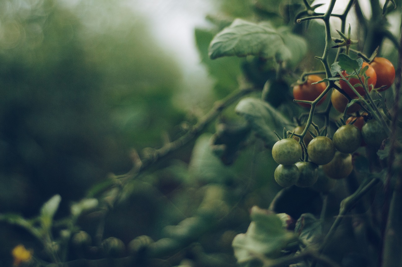 nedozreté cherry paradajky na kríku