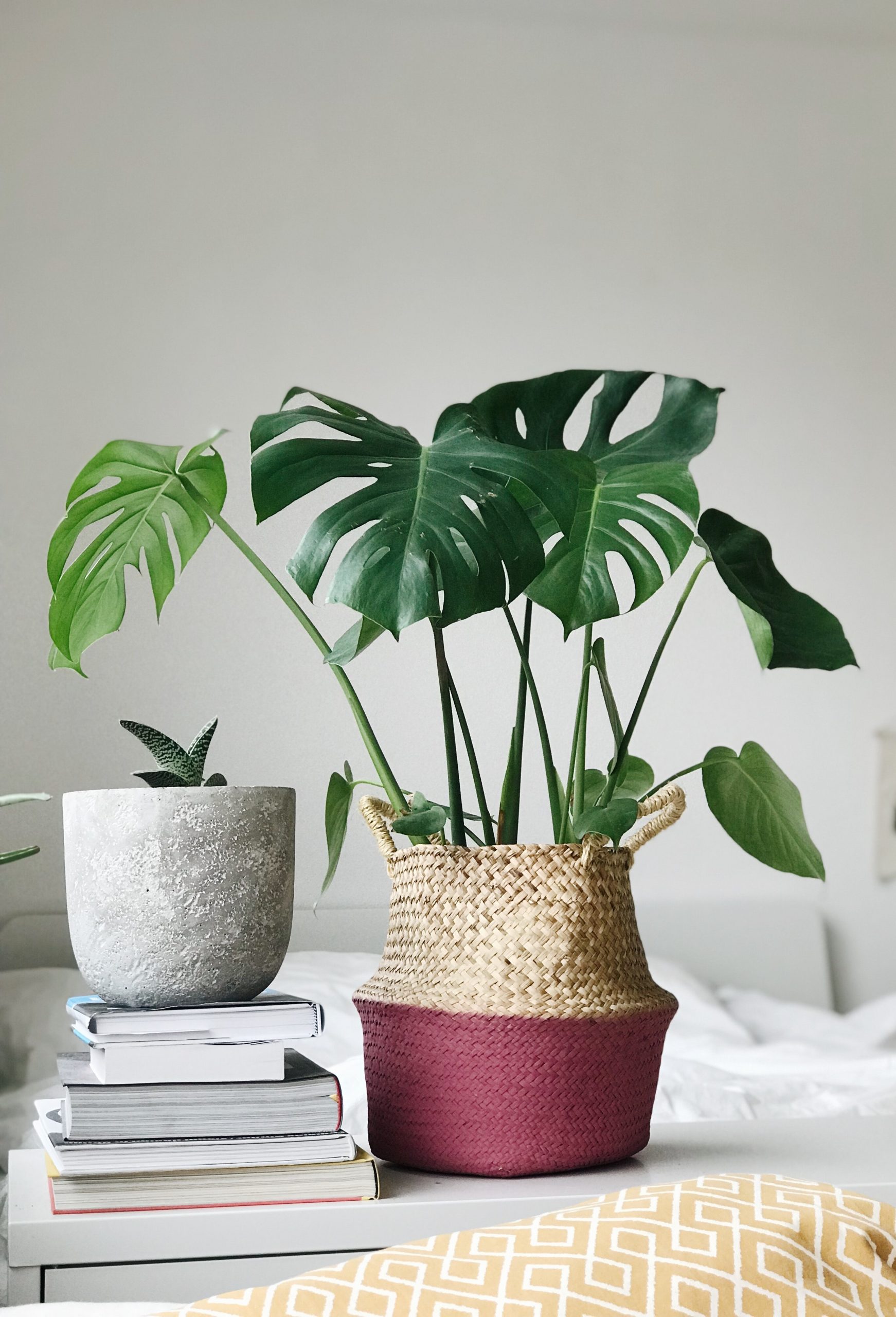 Monstera 