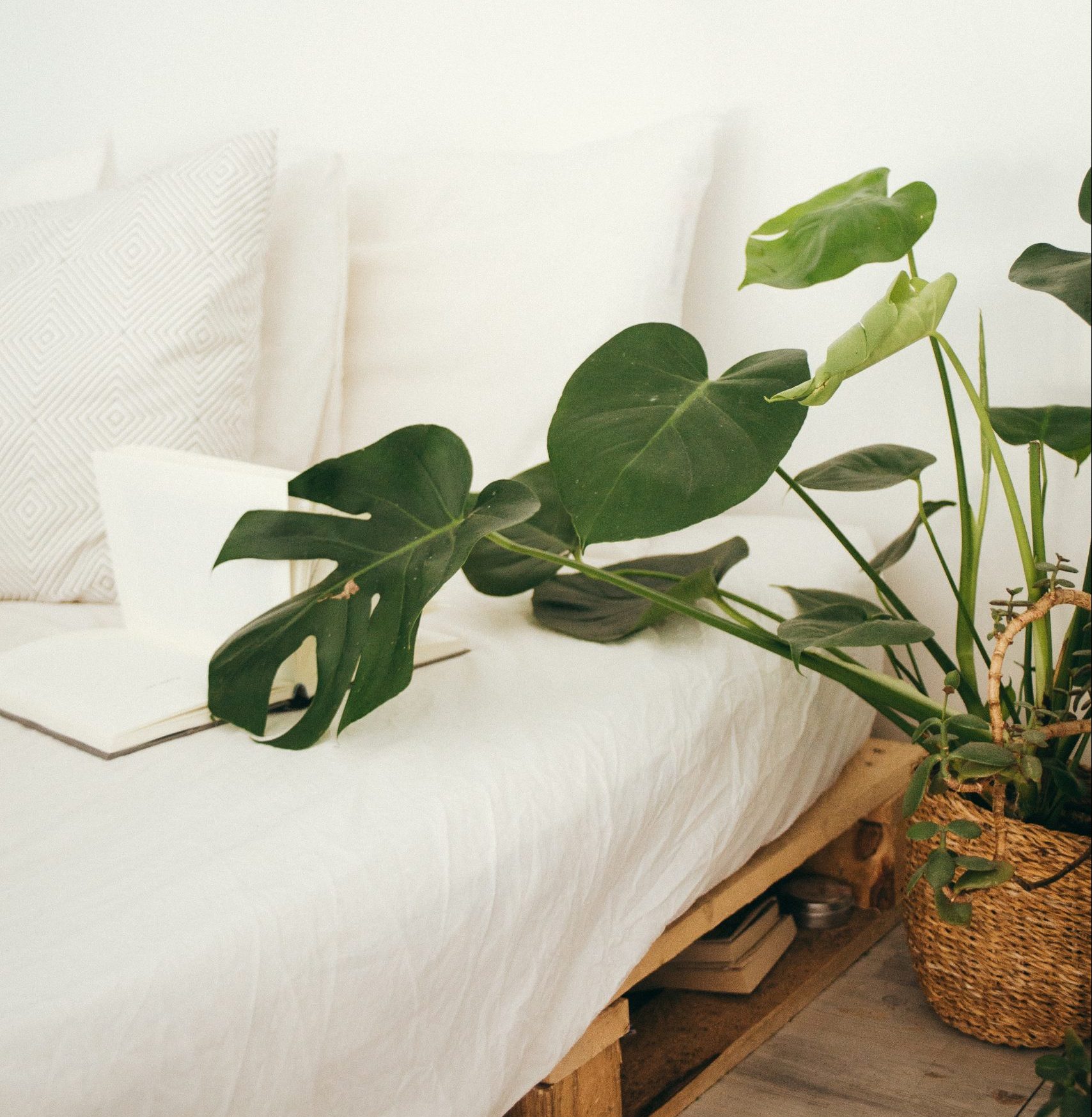 Monstera