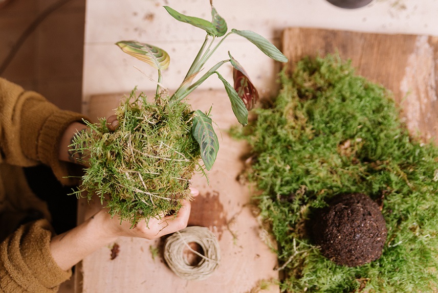 Kokedama