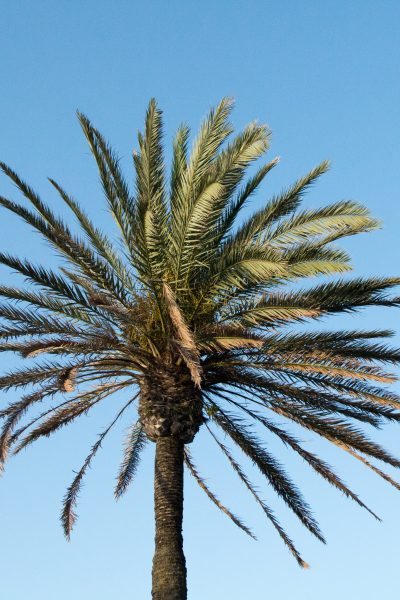 Palma
