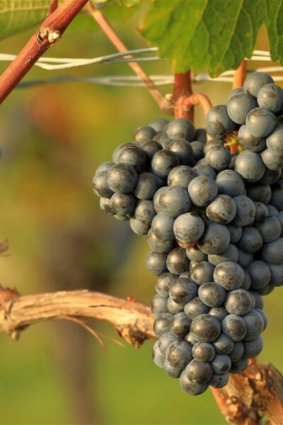 naratívna degustácia vína vinič vinica
